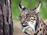 lince